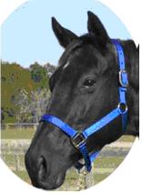 Triple Ply Horse Halter