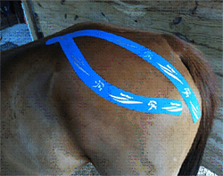 Equi-Tape for Horses